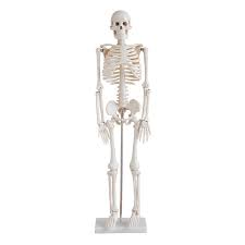 Esqueleto Humano 1,70cm com pedestal e rodas para estudos
